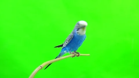 Budgie isolated on green screen Stock Footage 80864313