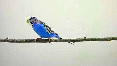 Budgie isolated on a white background, studio shot Stock Footage