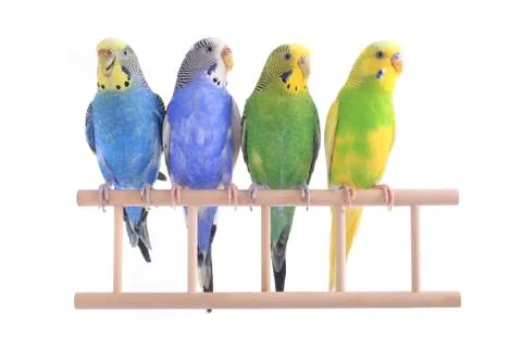 Budgie isolated on a white background, studio shot Stockfoto's