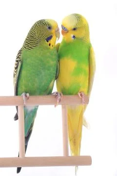 Budgie isolated on a white background, studio shot Stockfoto's