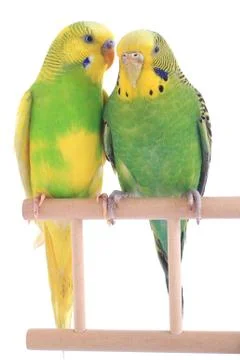 Budgie isolated on a white background, studio shot 스톡 사진