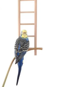 Budgie isolated on a white background, studio shot Stock Photos