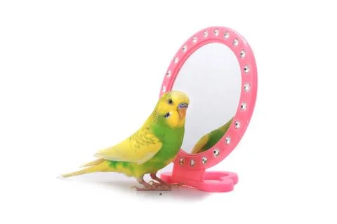 Budgie isolated on a white background, studio shot Stock Photos