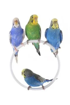 Budgie isolated on a white background, studio shot Stockfoto's