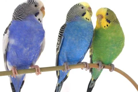 Budgie isolated on a white background, studio shot 스톡 사진