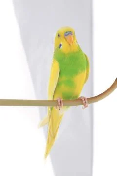 Budgie isolated on a white background, studio shot Stock Photos