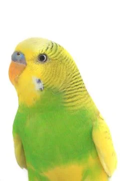 Budgie isolated on a white background, studio shot 스톡 사진
