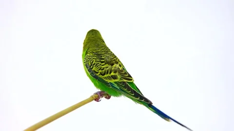 Budgie isolated on white screen, studio shot Stock Footage 81015387
