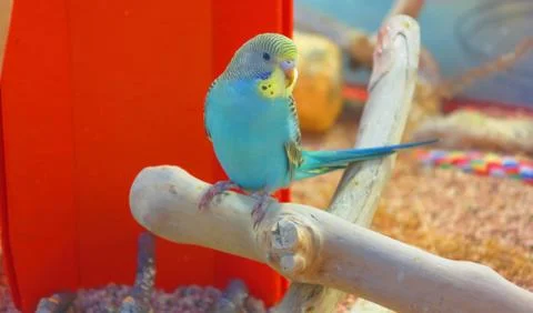 Budgie on log 库存照片