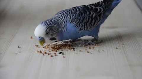The budgie pecks at the grain. Stock Footage 126280839
