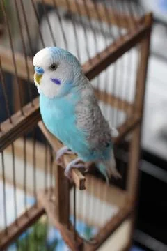 Budgie Stockfoto's