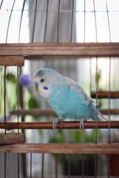Budgie Foto stock