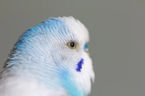 Budgie Stock Photos