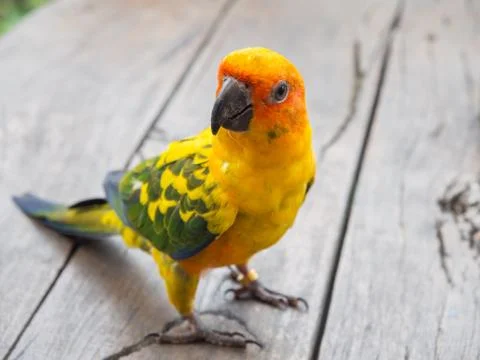 Budgie Foto stock