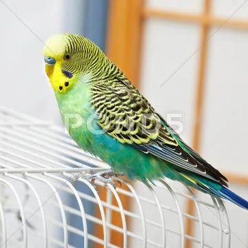 Budgie. Stock Photos