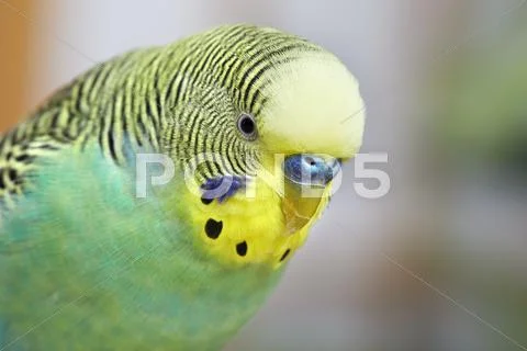 Budgie. Stock Photos