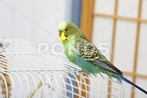 Budgie. Stock Photos