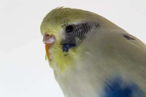 Budgie Stock Photos