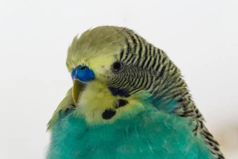 Budgie Stock Photos