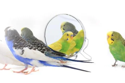 Budgie reflected in a mirror isolated on the white background 스톡 사진