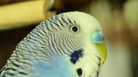 A budgie sits on a perch and talks. A tamed parrot is a talking parrot. Stock-Footage 166157967