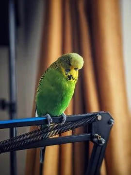 Budgie sitting on a microphone arm stand Stock Photos
