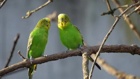  budgie sitting on a tree Stock Footage 294932893
