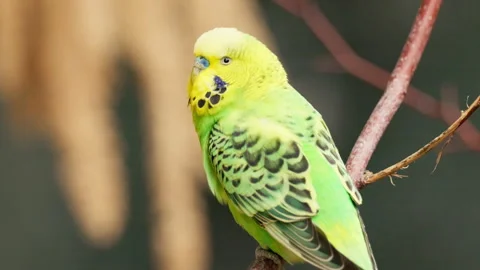 Budgie so bright, a feathery delight, perched in morning light 動画素材 318527977
