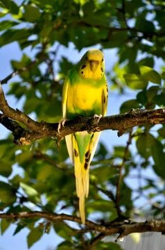 Budgie in a tree Stock Photos