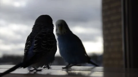 A budgie walks in front of a mirror. Stock Footage 126282883
