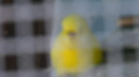 Budgie - yellow Stock-Footage 92402