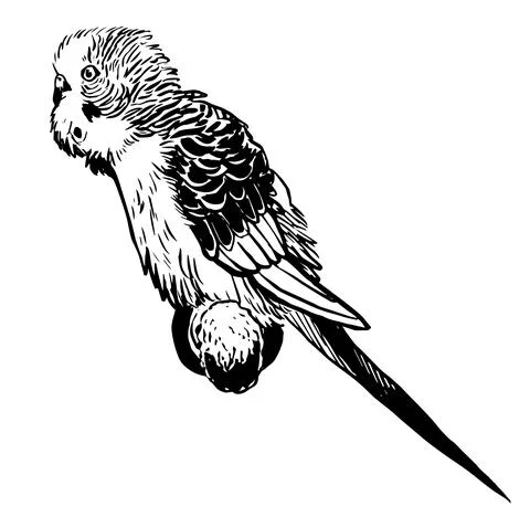 Budgie10 Illustrazione stock