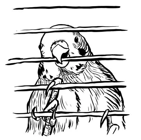 Budgie11 Illustrazione stock