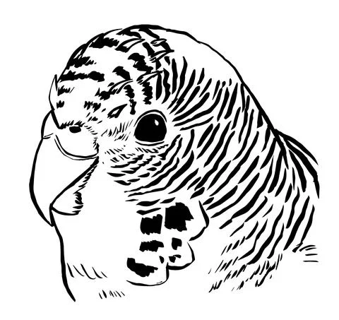 Budgie12 Illustrazione stock