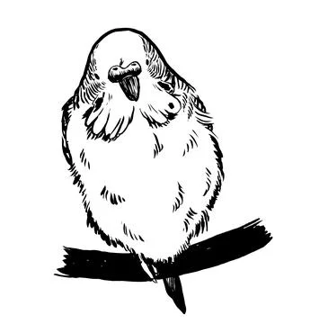 Budgie13 Illustrazione stock