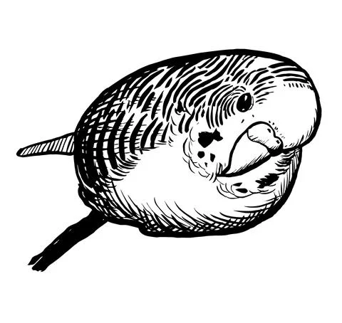 Budgie14 Illustrazione stock