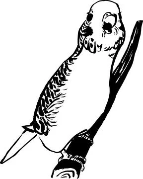 Budgie2 Illustrazione stock