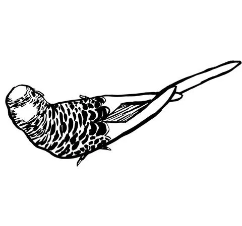 Budgie5 Illustrazione stock