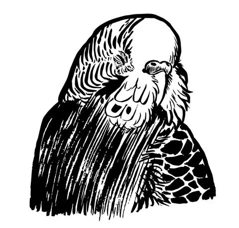 Budgie7 Illustrazione stock