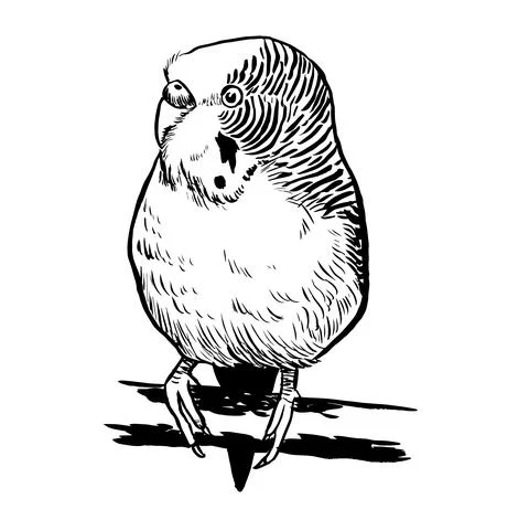 Budgie8 Illustrazione stock