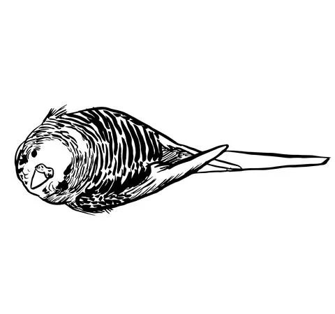 Budgie9 Illustrazione stock