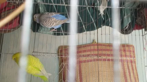 Budgies are playing 库存影片 181484948