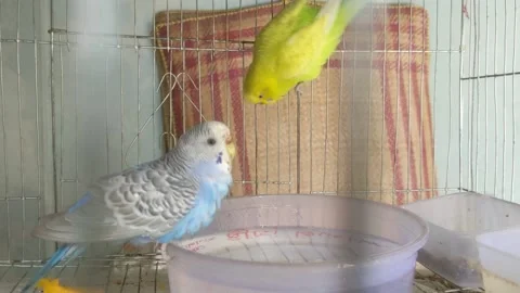 Budgies are playing 库存影片 181484957