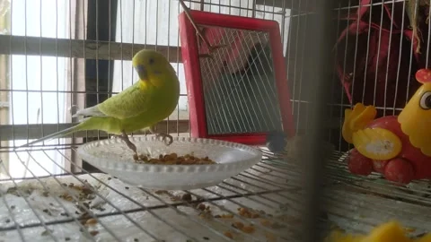 Budgies are trying to do bath 库存影片 181486975