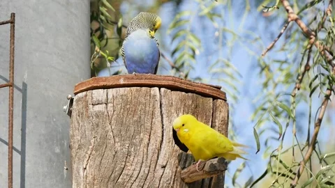 Budgies cleaning themselves on a stump 스톡 동영상 327332743