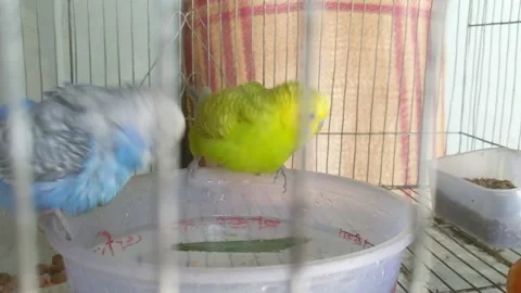 Budgies doing their bath 库存影片 181101806