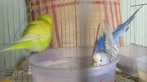 Budgies doing their bath 库存影片 181484931