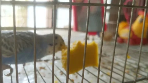 Budgies' eating time 库存影片 181487060