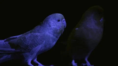 Budgies Fighting Under Purple Light on Black Background 스톡 동영상 329966335