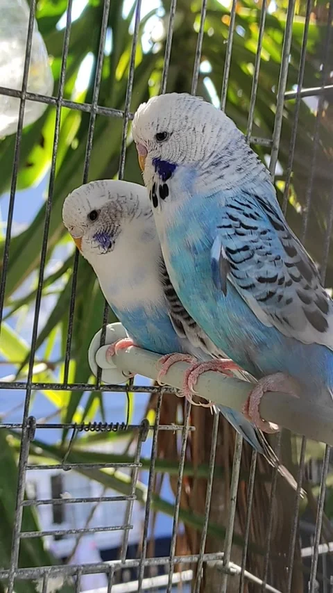 Budgies 스톡 동영상 163366597
